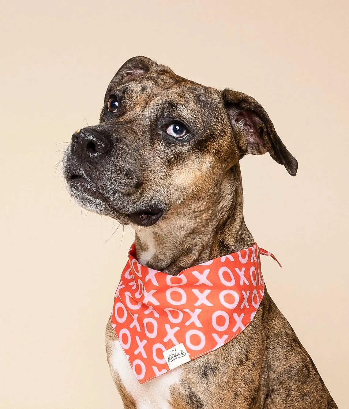 Paws Bandana - XO