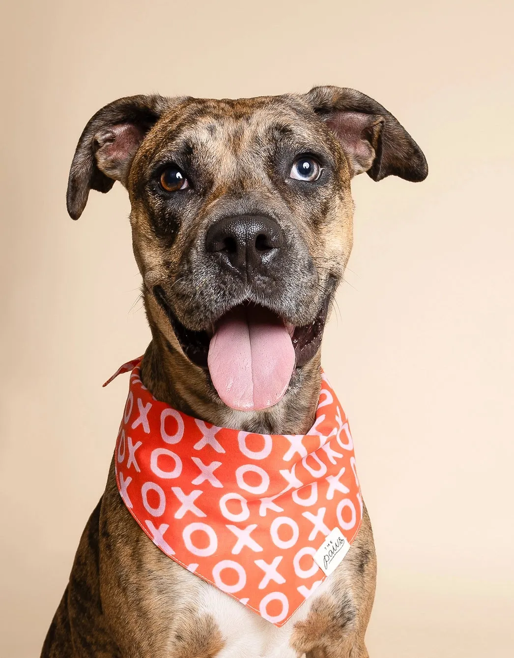 Paws Bandana - XO